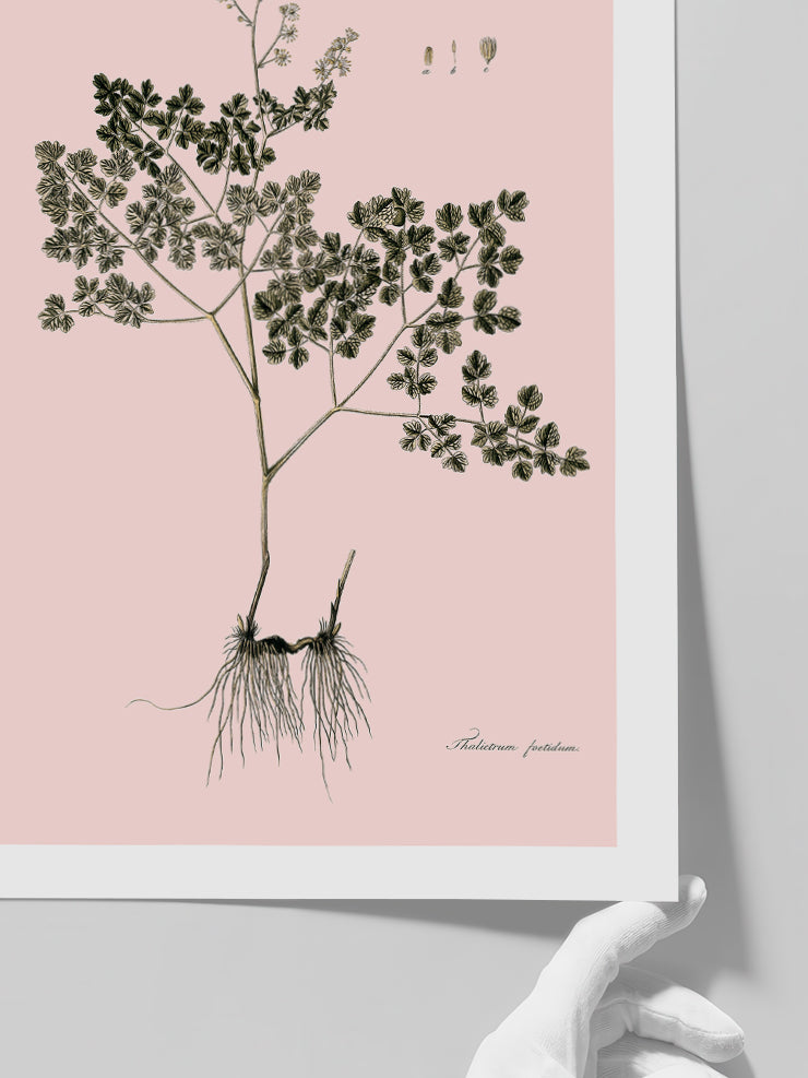 Thalictrum Foetidum (Çayırsedefi)- Art Print
