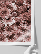 Krizantem - Art Print