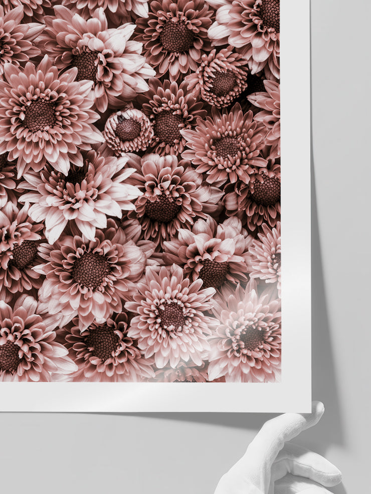 Krizantem - Art Print