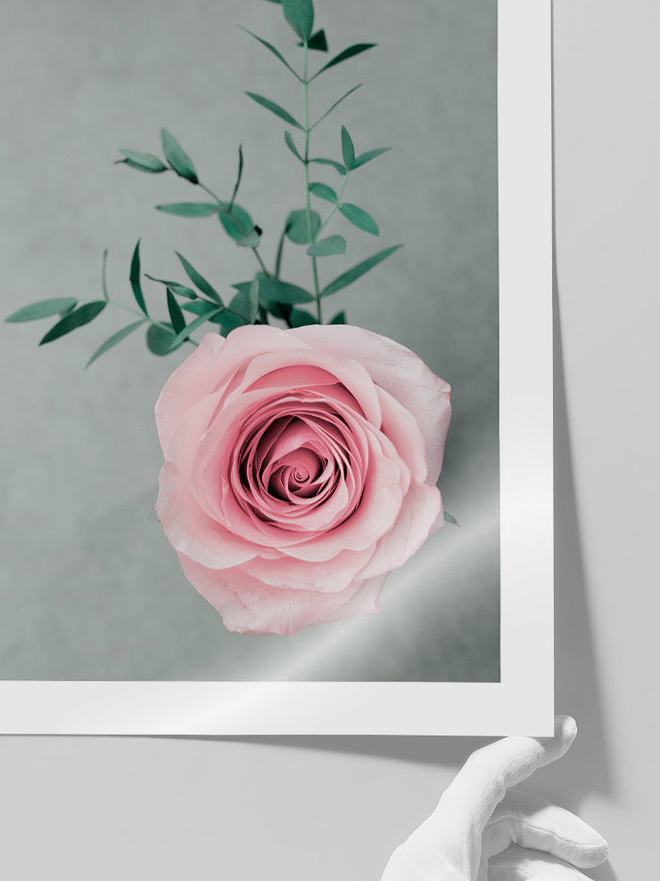 Pembe Gül - Art Print