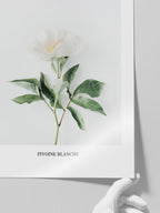 Pivoine Blanche - Art Print