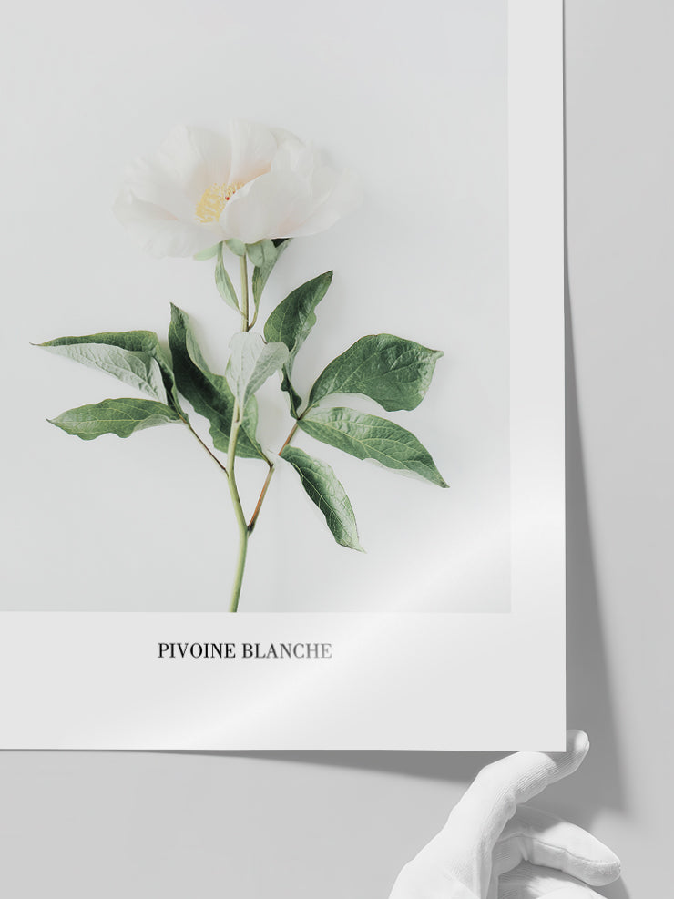 Pivoine Blanche - Art Print  Poster