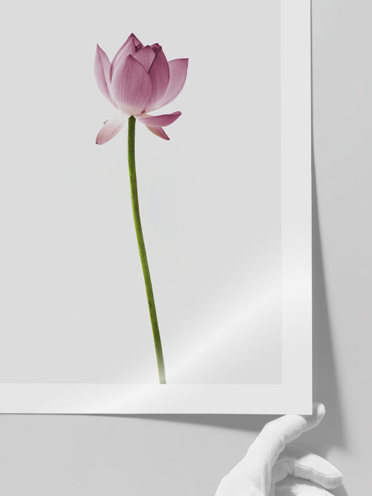 Lotus Çiçeği - Art Print