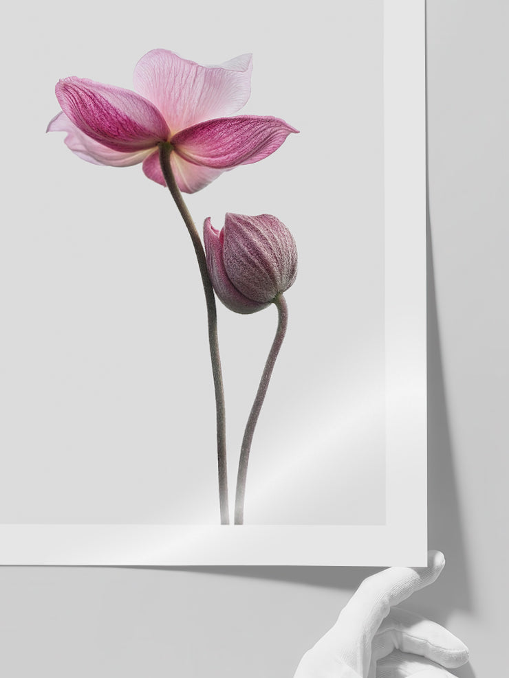 İki Lotus Çiçeği - Art Print