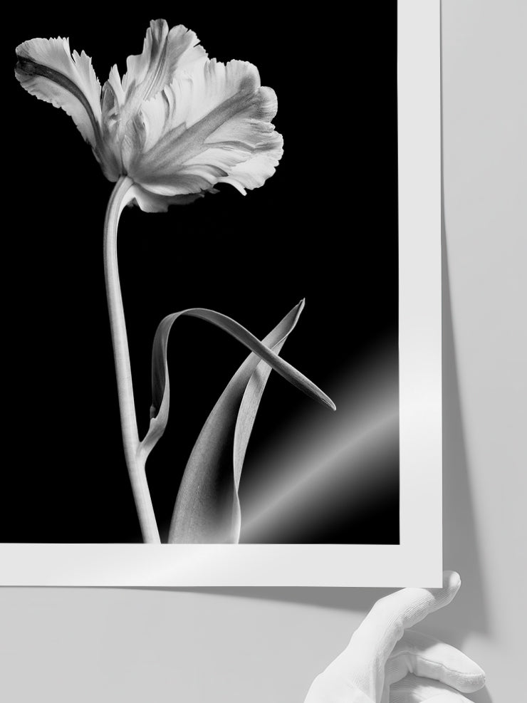 Flor - Art Print  Poster