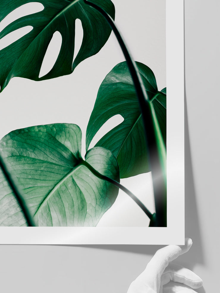 Monstera N1 - Art Print  Poster