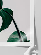 Monstera N2 - Art Print
