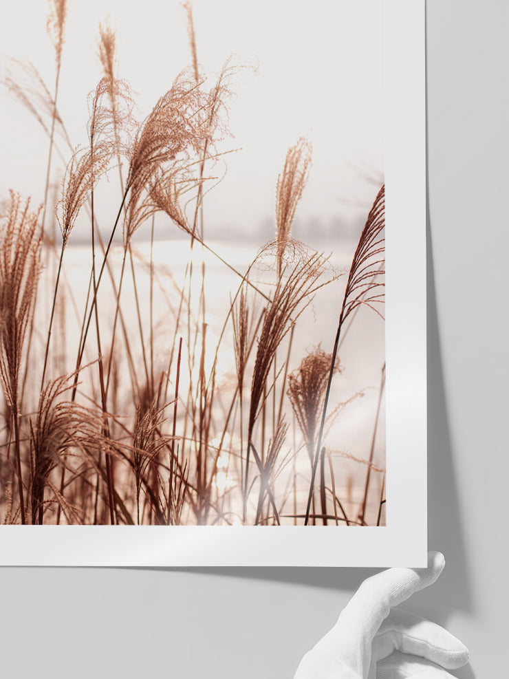 Silvestre - Art Print  Poster