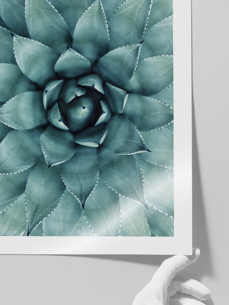 Aloe Vera N1 - Art Print  Poster
