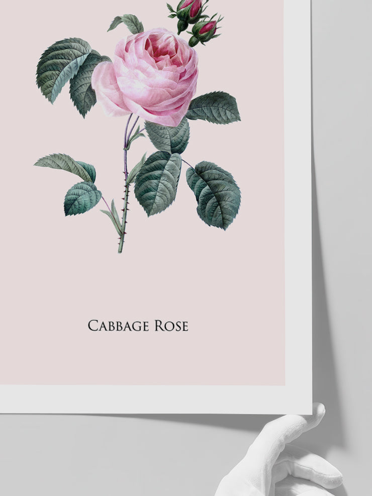 Cabbage Rose - Art Print  Poster