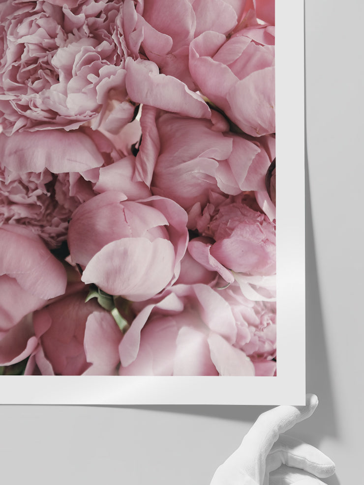 Spring Petals - Art Print  Poster