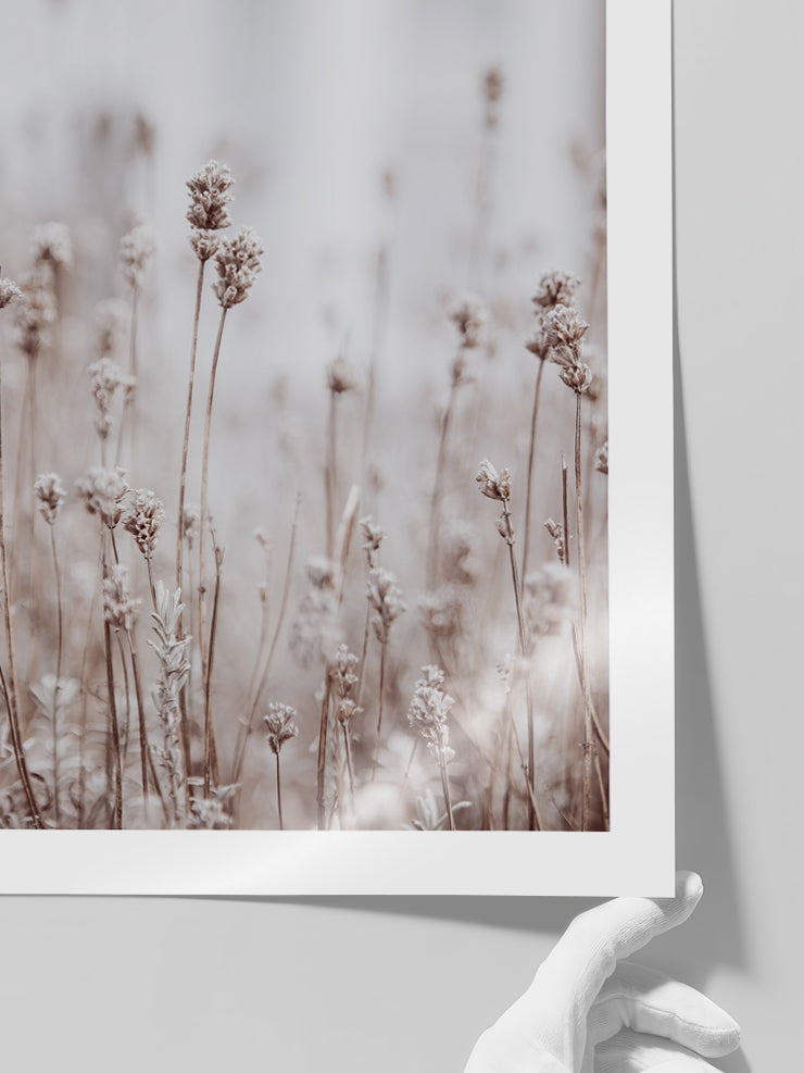 Silvestre N2 - Art Print