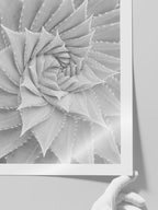 Beyaz Sukulent - Art Print