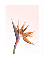 Flower Touch Poster Seti