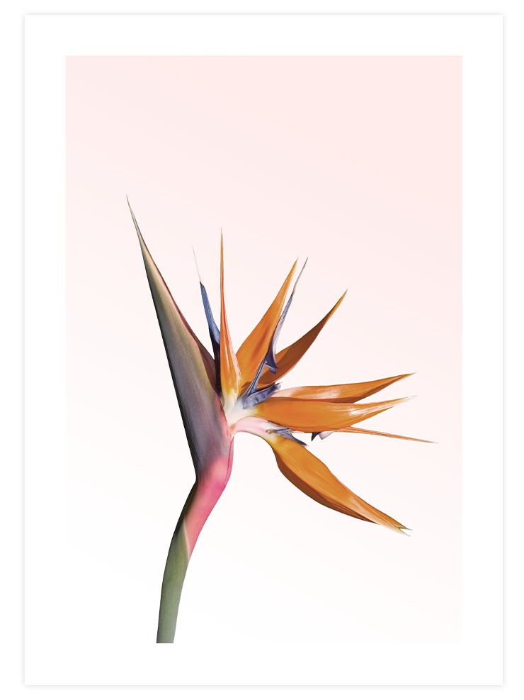 Flower Touch Poster Seti