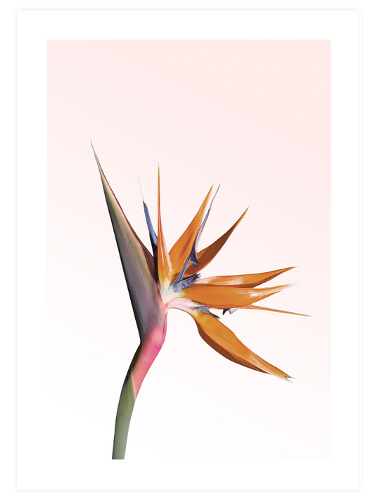 Flower Touch Poster Seti