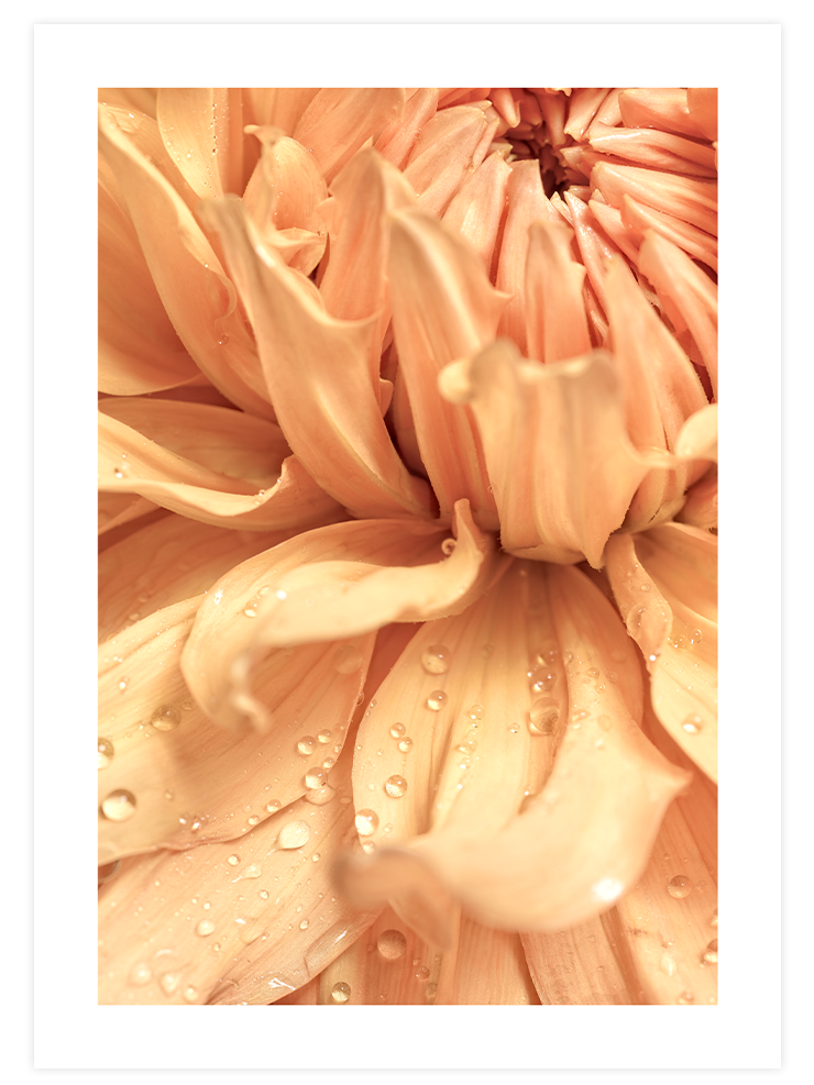 Orange Touch Poster Seti