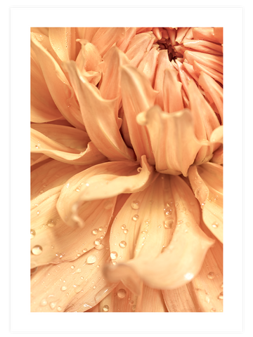 Orange Touch Poster Seti