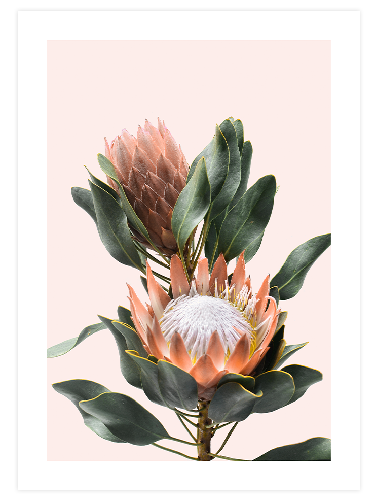 Exotic Touch Poster Seti