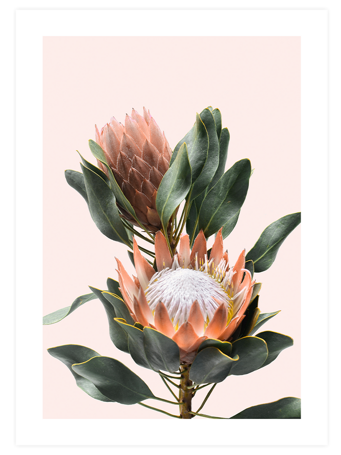 Exotic Touch - Poster Seti Trio  Poster