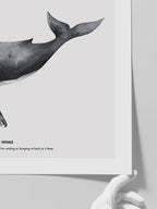 Balina N1 - Art Print