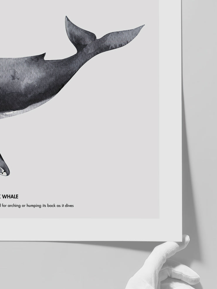 Balina N1 - Art Print  Poster