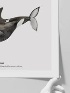 Balina N3 - Art Print