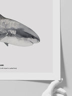 Shark - Art Print