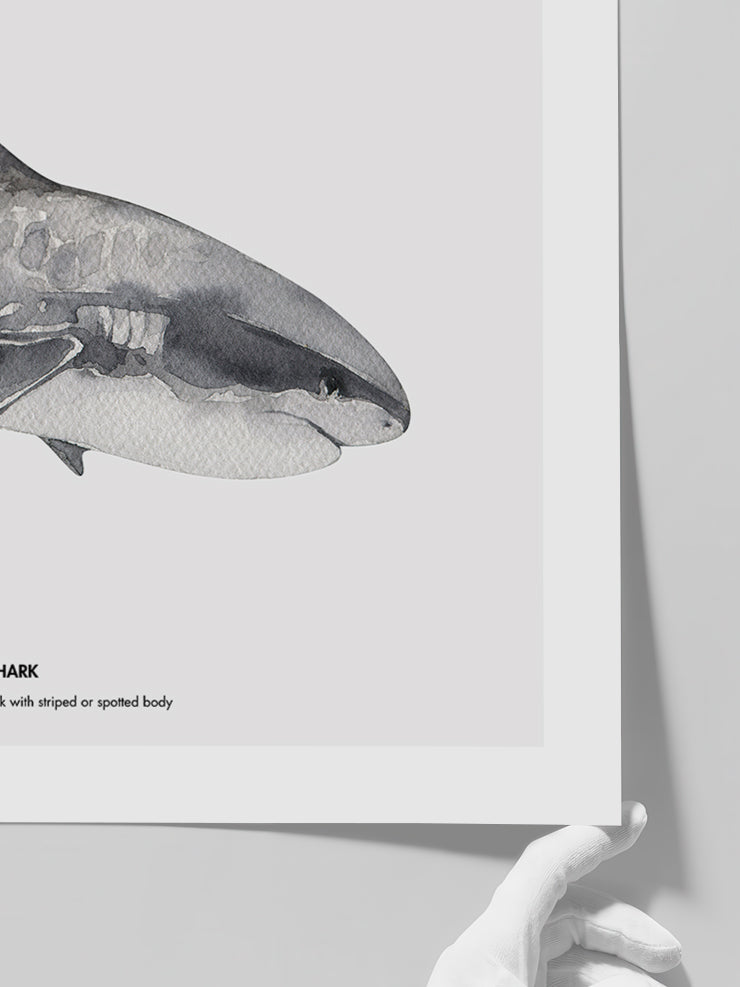 Shark - Art Print  Poster