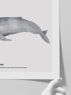 Balina N4 - Art Print