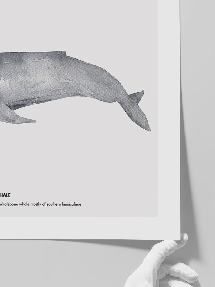 Balina N4 - Art Print