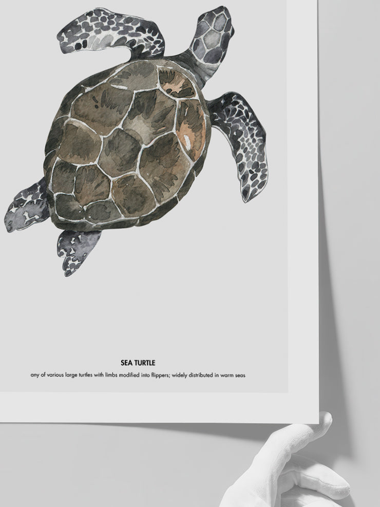 Kaplumbağa - Art Print  Poster