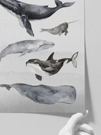Whales - Art Print