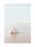Deniz Kabuğu - Art Print