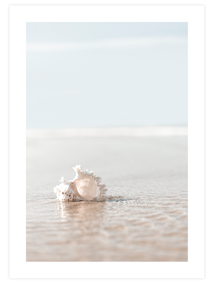 Deniz Kabuğu - Art Print
