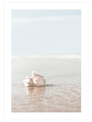 Deniz Kabuğu - Fine Art Poster