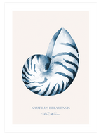 Vita Marina - Poster Seti Trio