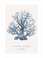 Vita Marina - Poster Seti Trio