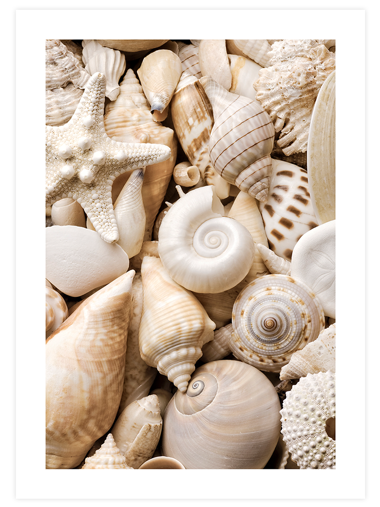 Deniz Kabukları - Art Print Ürün ana görseli