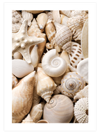 Deniz Kabukları - Art Print