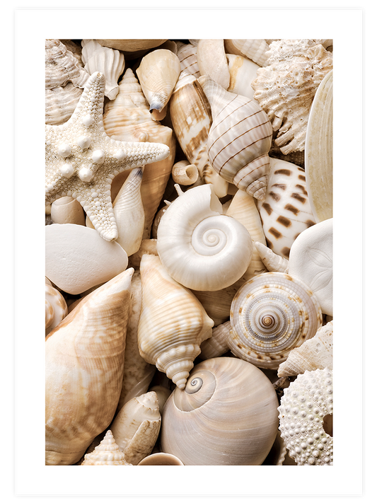 Deniz Kabukları Poster - Giclée Baskı