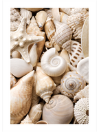 Love & Life Poster Seti