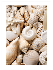 Deniz Kabukları - Fine Art Poster