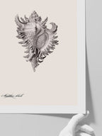 Deniz Kabuğu - Art Print