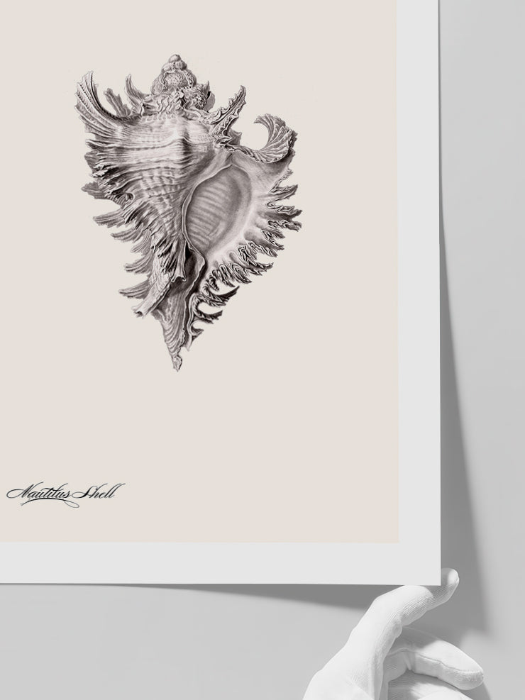 Deniz Kabuğu - Art Print