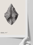 Deniz Kabuğu N3 - Art Print