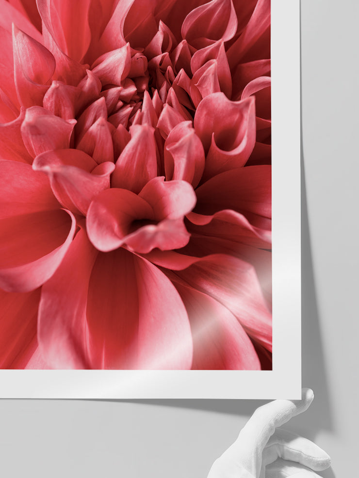 Flower Power - Art Print  Poster