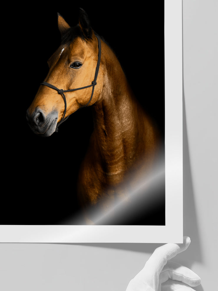 The Horse - Art Print  Poster