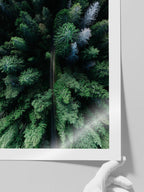 Çam Ormanı - Art Print