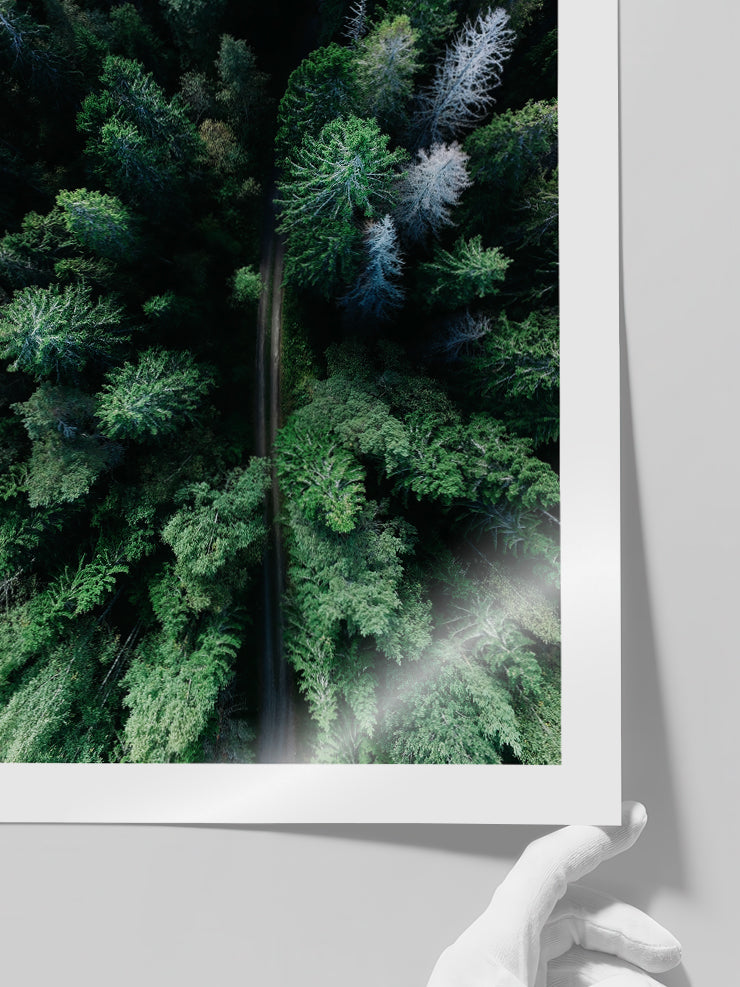 Çam Ormanı - Art Print